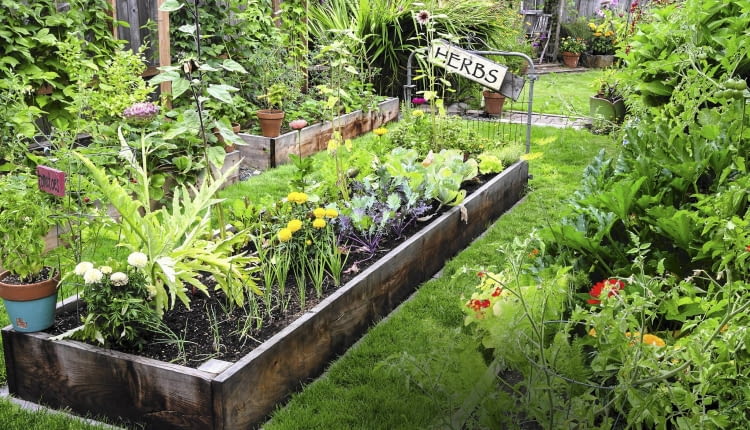 Podwyższony zagon zbity z desek i wzmocniony narożnymi kołkami wypełniamy żyzną ziemią.