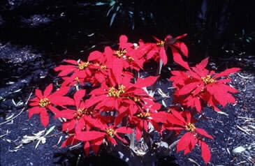 GWIAZDA BETLEJEMSKA ZDJ. NR 1 FOT. JERZY WOZNIAK [B@db5b7ba5