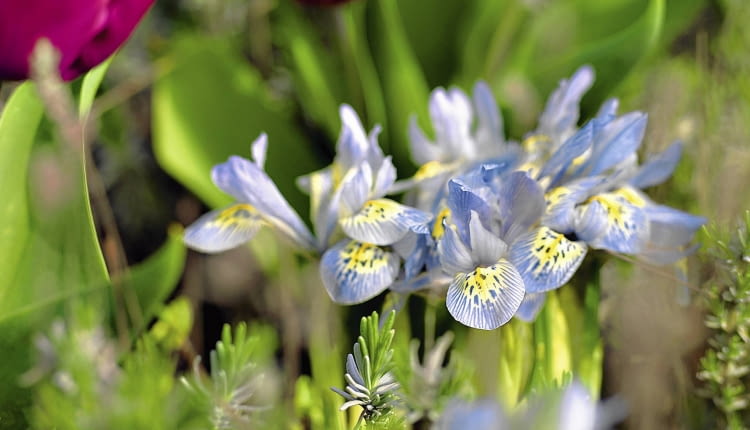 Ibulb, tuin SLOWA KLUCZOWE: Ibulb Happy Life Spring flowering bulbs Spring garden