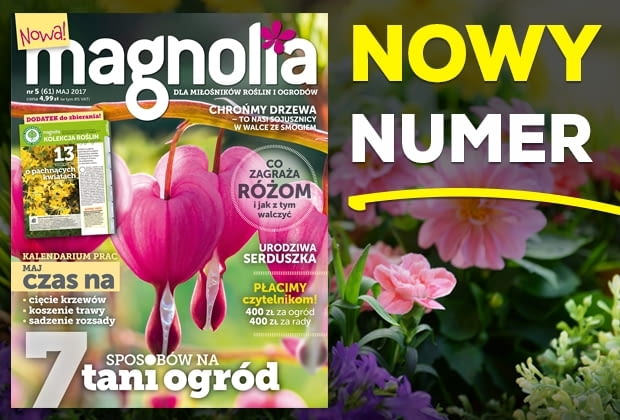 Magazyn Magnolia
