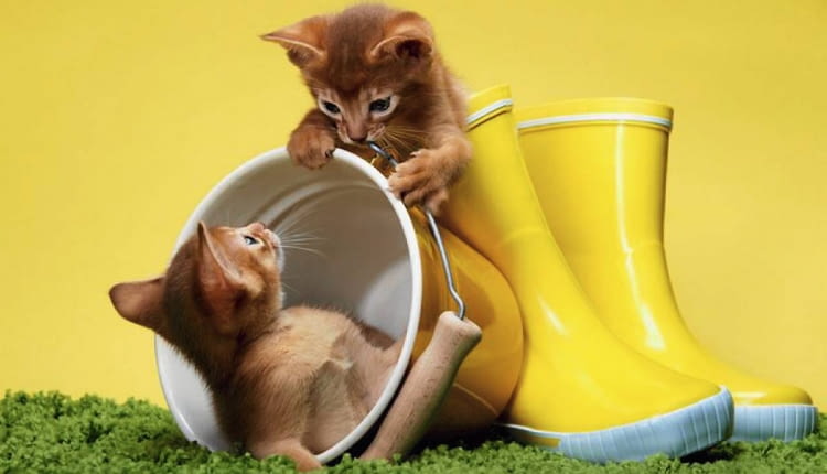 Konkurs "Zwierzaki podpatrzone w akcji"