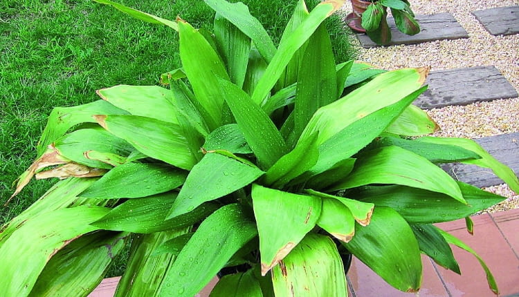 Na lato można wynieść aspidistrę na zewnątrz, ale lepiej ustawić ją w półcieniu. Ostre słońce przypali jej liście.