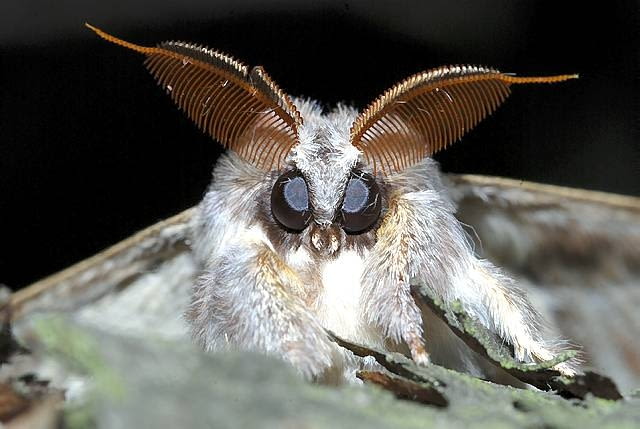 Ćmy. Imponujące grzebieniaste czułki samca potwory buczynówki pełnią funkcję nosa służącego do wykrywania feromonów samicy