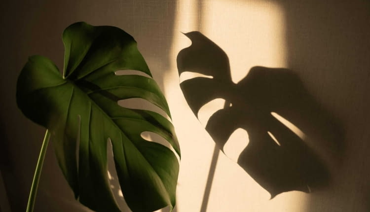Czy monstera lubi Słońce