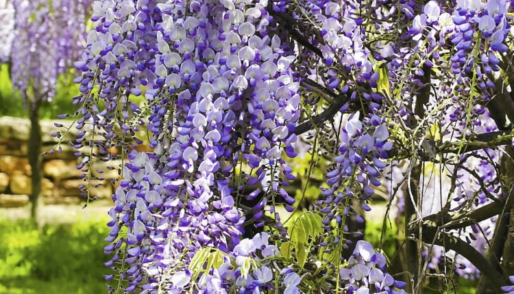 Aby glicynia lepiej kwitła, należy dbać, by jej pędy były dobrze nasłonecznione i niezbyt długie.