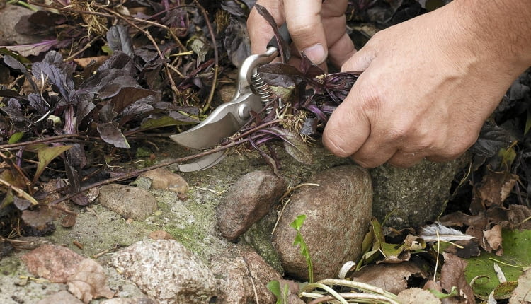 rozmnazanie przez odrosty przybyszowe