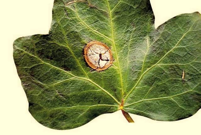 ONE TIME USE ONLY DO JEDNORAZOWEGO UZYCIA