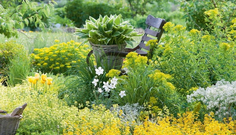 Ta rabata utrzymana jest w jasnożółtej tonacji. Królują na niej kwitnące wiosną wilczomlecze oraz drobnokwiatowe pszonaki. W koszu umieszczono funkię o żółtoobrzeżonych liściach, niżej biały zawilec i żółte tulipany.