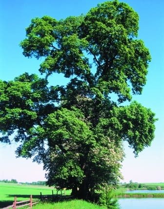 Wiąz