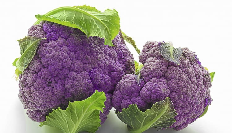 'Di Scilla Violetto'