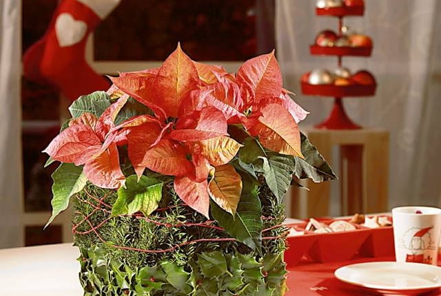 Ozdoby i dekoracje świąteczne na Boże Narodzenie z gwiazdy betlejemskiej. MATERIAŁ: poinsecja, ostrokrzew, dekoracyjne szpilki i sznurek, 2 kostki suchej gąbki florystycznej. Aranżacje i zdjęcia: Stars for Europe