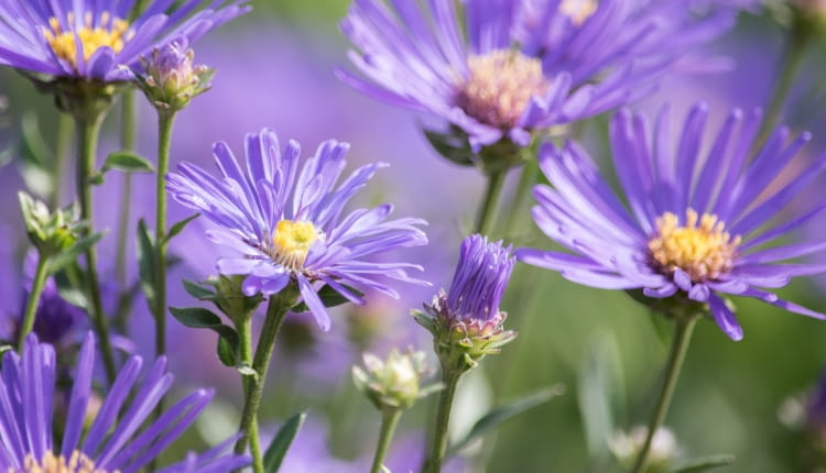 Aster gawedka