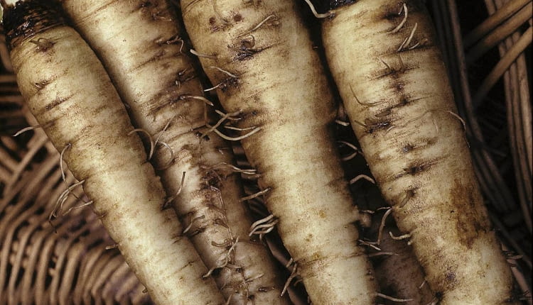 Salsifis 'Mammouth' (Tragopogon porrifolium) SLOWA KLUCZOWE: Asteraceae Flechtkorb Gem´se H´lsenfrucht Korb Pflanze Pflanzen Portrait Stilleben Stillleben Stills Tragopogon porrifolius vertikal