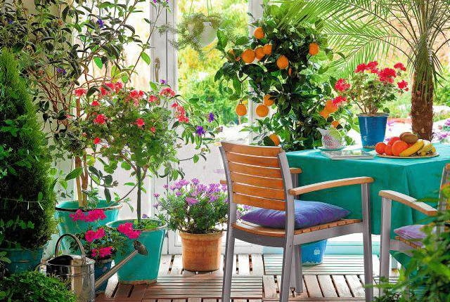 Winter garden room with Citrus limon, Pelargonium, Tibouchina and Phoenix roebelenii