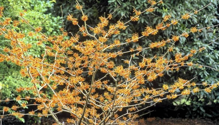 Oczar pośredni 'Aphrodite' rozrasta się szeroko, a jego kwiaty gęsto pokrywają gałązki