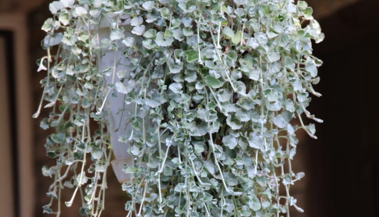 Dichondra argentea
