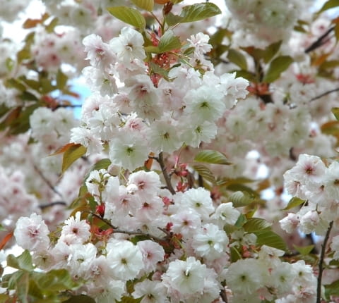 Wiśnia piłkowana (Prunus serrulata)
