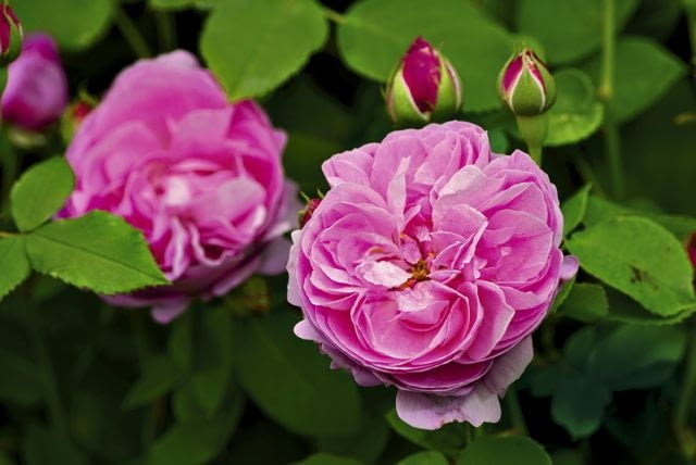 Róża portlandzka 'Comte De Chambord'