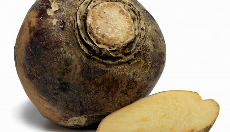 Brukiew ma kulisto-owalny korzeń i żółty miąższ.