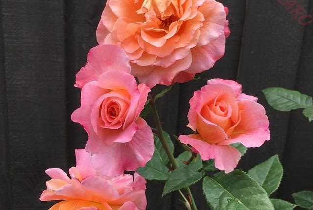 ‘Augusta Luise®’