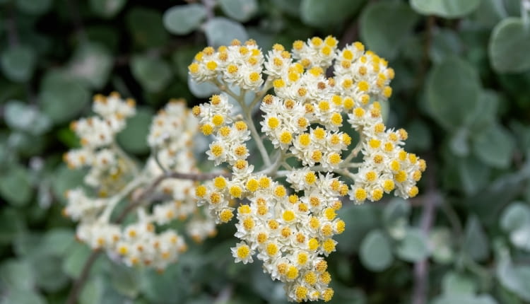 Kocanka włochata (Helichrysum petiolare)