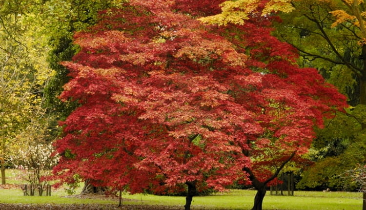 Klony orientalne, klon palmowy, klon japoński