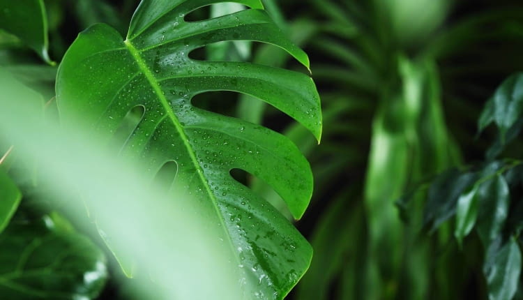 Krople na liściach Monstery