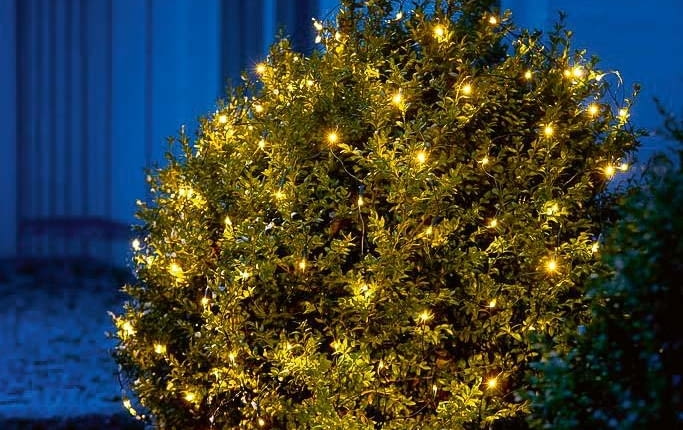 Obsypana diodami korona strzyżonego w kulę bukszpanu wygląda, jakby obsiadły ją świetliki.