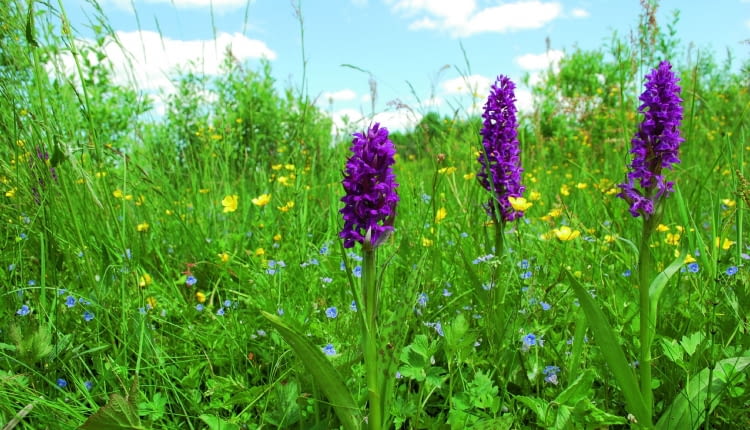Kukułki na stanowisku naturalnym - ich siedlisko to podmokła łąka i dużo światła