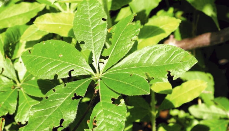 Chrząszcz opuchlak truskawkowca zjada liście azalii