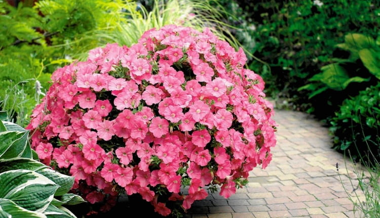 petunia, balkon, taras,kwiaty na balkon