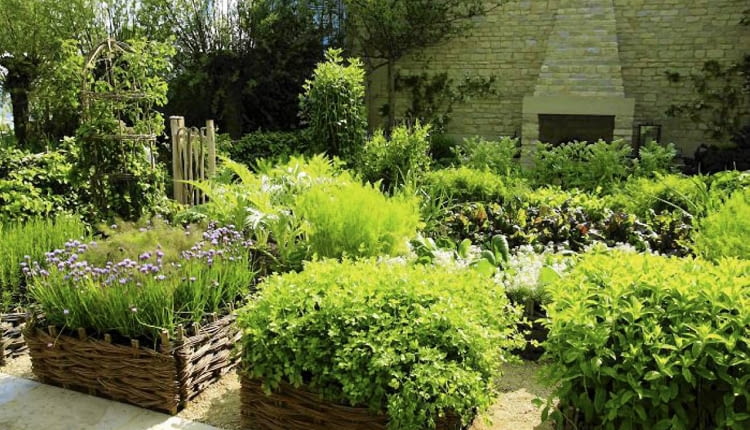 21.05.2008 LONDYN CHELSEA FLOWER 2008 WYSTAWA OGRODOW DLA CZASOPISMA OGRODY NZ OGROD WIEJSKI WARZYWNIK FOT. ARKADIUSZ SCICHOCKI / AGENCJA GAZETA PUBLIKACJA OGRODY NR 6 (122) - 6 2009 SLOWA KLUCZOWE: OGRODY WYSTAWY