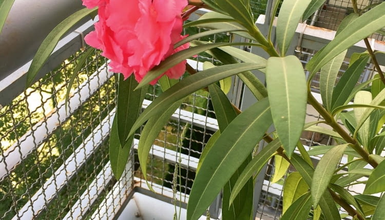 Kasia Milewska, Warszawa: Pelargonie obsypane kwiatami, koleusy o barwnych liściach, drzewko szczęścia i wiele aromatycznych ziół, a do tego (poniżej) dorodny oleander - taka roślinna oprawa odpowiada nie tylko nam, ale i naszym kotom.