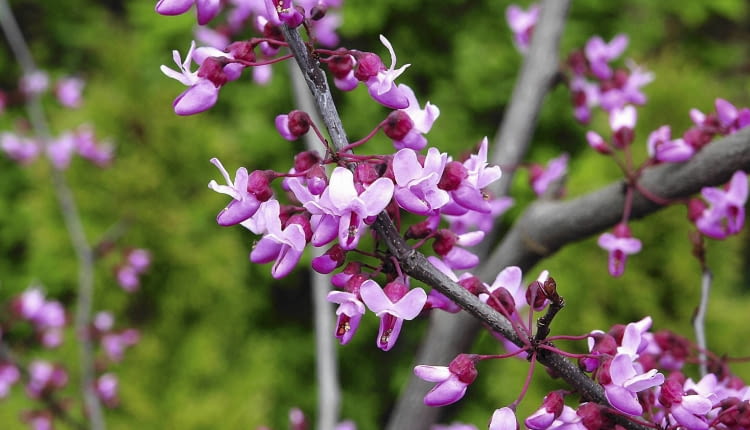 Judaszowiec kanadyjski