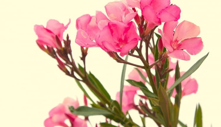 Chore oleandry - małe, okrągłe, czasem owalne plamy na liściach z szarym lub jasnobrązowym środkiem i ciemnym obrzeżeniem