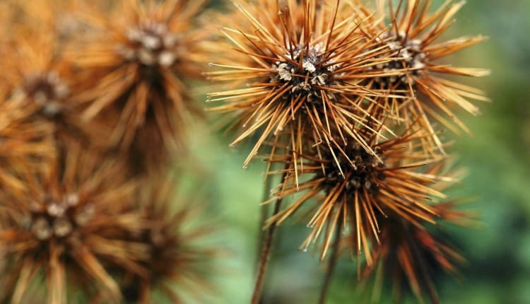 Acena drobnolistna 'Monstrosum'