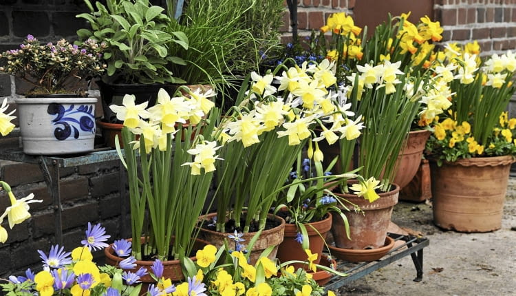 Mobilny wiosenny ogród na balkonie lub tarasie pełen narcyzów, bratków, cebulic i zawilców greckich.