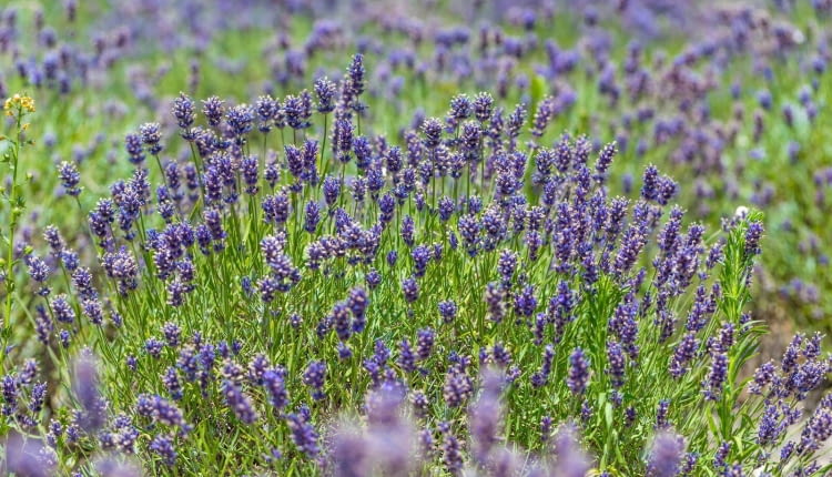 pielęgnacja lawendy