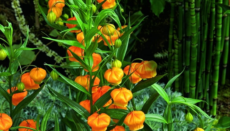Sandersonia po angielsku zwana jest także złotą konwalią (Golden Lily of the Valley) albo chińskimi lampionami (Chinese Laterns).Flowering Sandersonia aurantiaca