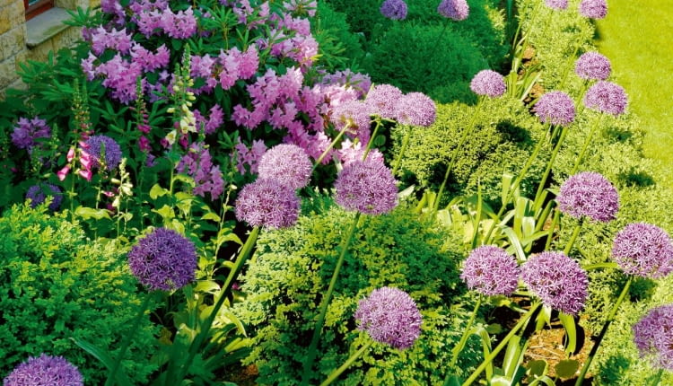 Ciekawy pomysł na rabatę - rododendrony, naparstnice i ozdobne czosnki pomiędzy strzyżonymi bukszpanami - wszystko w tonacji fioletowo-różowej.