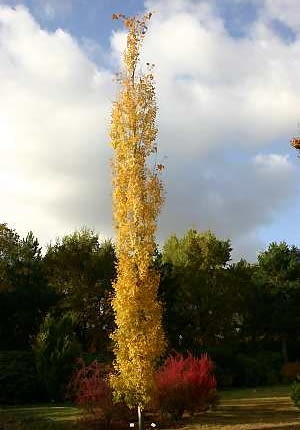 Populus tremula 'Fastigiata'