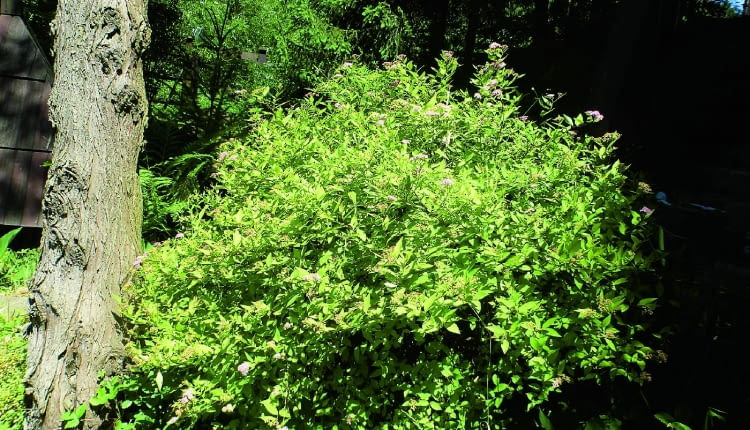 Tawuła japońska i jej odmiany są odporne na mróz, jeśli to więc konieczne, możemy skaracać jej pędy nawet późną jesienią.