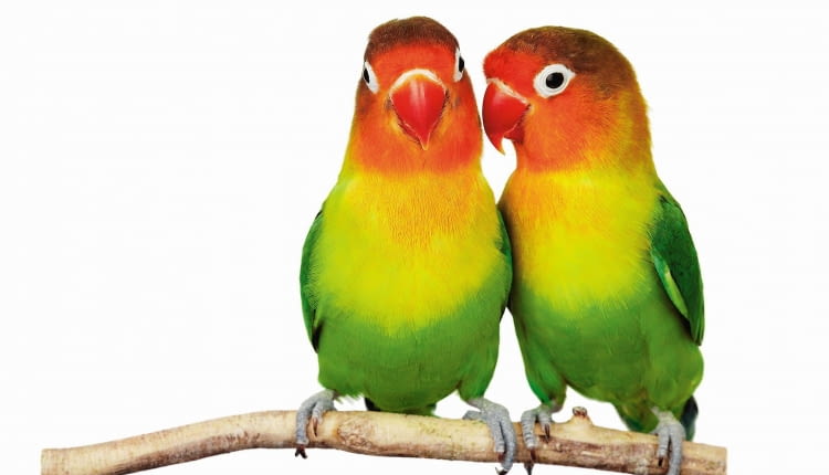 Jaki inny tytuł, niż tej popularnej piosenki, nadać tekstowi o papugach w naszych domach? Decydując się na zamieszkanie ze skrzydlatymi przyjaciółmi, musimy po prostu pogodzić się z tym, że to my będziemy na dole, a one na górze.