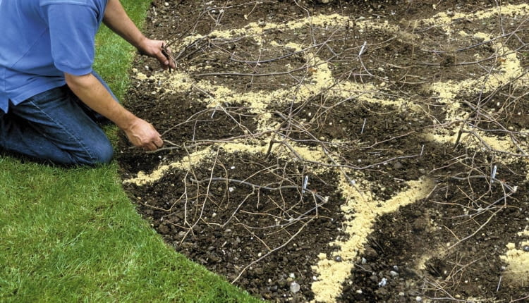Making a border of annuals story Covering with pea sticks to protect from digging cats SLOWA KLUCZOWE: Ablauf Alan Titchmarsh Arbeit Aussaat Beete Blumen Blumenzwiebeln Einjšhrig FrŁhling Gartenarbeit Gartenpflege Gšrtner Gšrtnern geschŁtzt Jahreszeit Jahreszeiten Knollen Mšrz Methoden praktisch Querformat Reihenfolge Schritt fŁr Schritt Schutz schŁtzen Sequenz Sissinghurst step Techniken Zweige