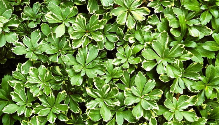 RUNIANKA JAPONSKA PACHYSANDRA TERMINALIS ODMIANA BIALOOBRZEZONA BYLINA KRZEWINKA LISC DWUBARWNY FOT. WOJCIECH PODSTOLSKI SLAJD MALY PUBLIKACJA OGRODY NR 12 (68) - 12.2004 SLOWA KLUCZOWE: ROSLINY ZDJĘCIE DO WKŁADKI: PUBLIKACJA OGRODY NR 12 (68) - CZASOPISMA