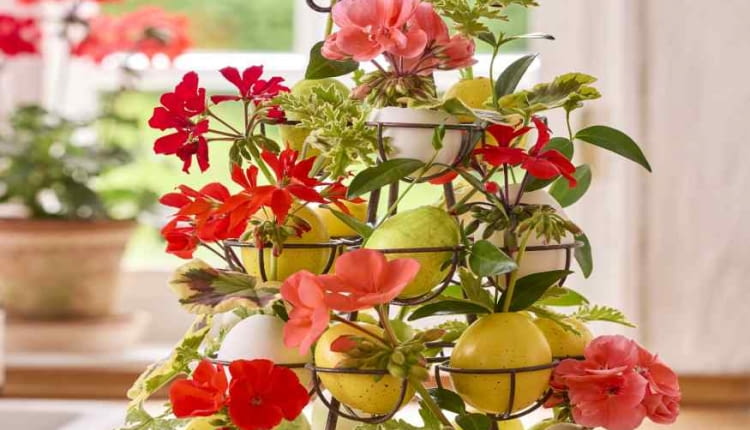 Kolorowa, pełna życia i w oczekiwaniu na lato – taka jest Wielkanoc z pelargoniami!