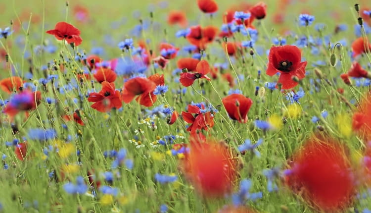 Kolory lata, czyli maki polne (Papaver rhoeas) i chabry bławatki (Centaurea cyanus). Chętnie rosną w zbożu i są jednoroczne - na ogrodowej łączce można je zastąpić gatunkami wieloletnimi.