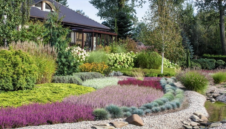 Oryginalne wrzosowisko nad strumieniem. Za pasem kostrzewy rośnie wrzos 'Roswitha', 'Pink Alicia', 'Athene' oraz biały 'Melanie'.