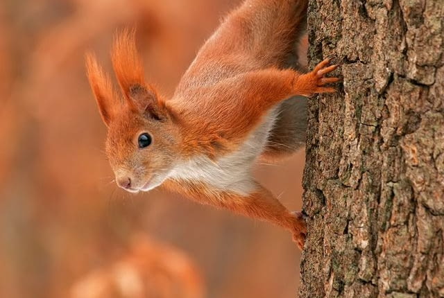 A jeśli będziemy wykładać orzechy, prawdziwą niespodzianką może być wiewiórka