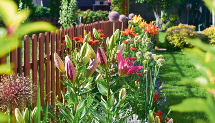 Przy płocie prężą się wyniosłe lilie i czosnki ozdobne.